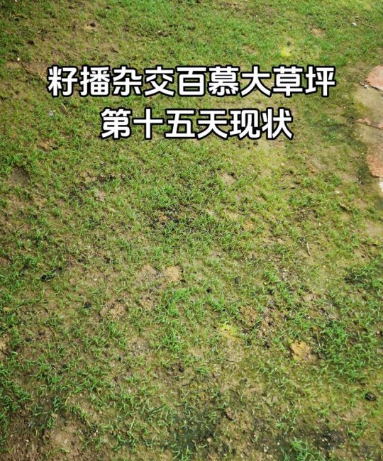 草坪种子怎么播种？从整地到成坪的完整操作指南