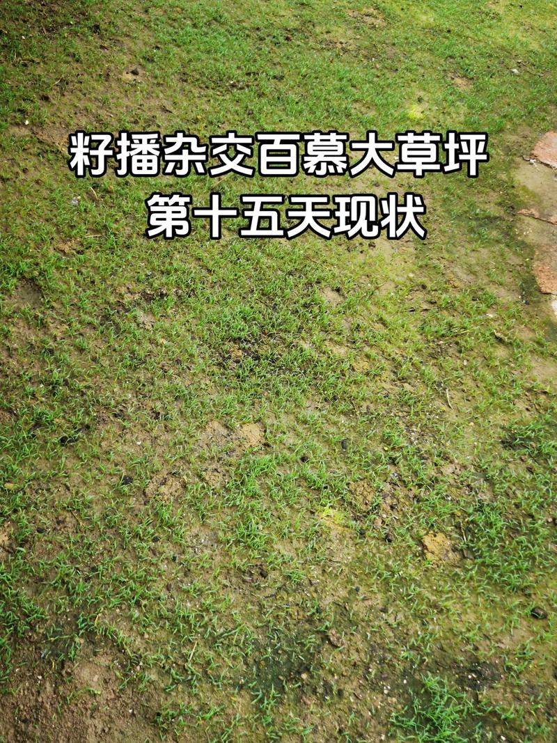 草坪种子怎么播种？从整地到成坪的完整操作指南