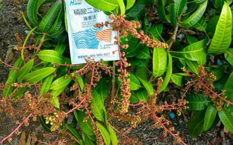 芒果树施肥全攻略：选对肥料，果实又多又甜