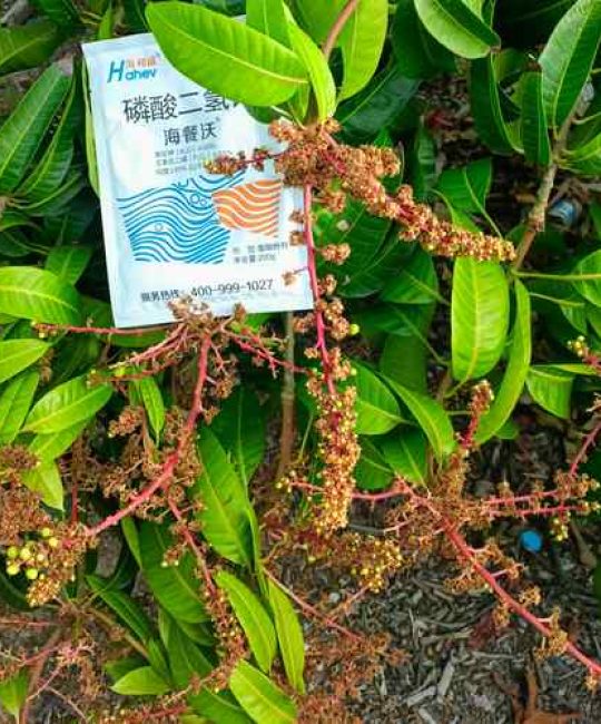 芒果树施肥全攻略：选对肥料，果实又多又甜