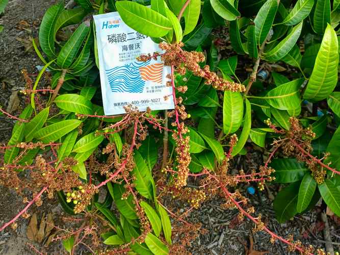 芒果树施肥全攻略：选对肥料，果实又多又甜