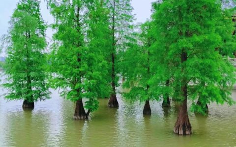路边的水杉树碧绿碧绿的——园艺视角下的水杉养护与观赏价值