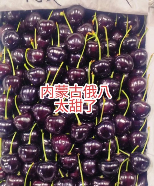 俄8樱桃品种介绍