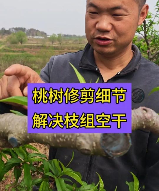 桃树六月份修剪技术指南