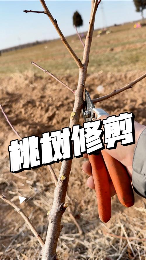判断修剪标准