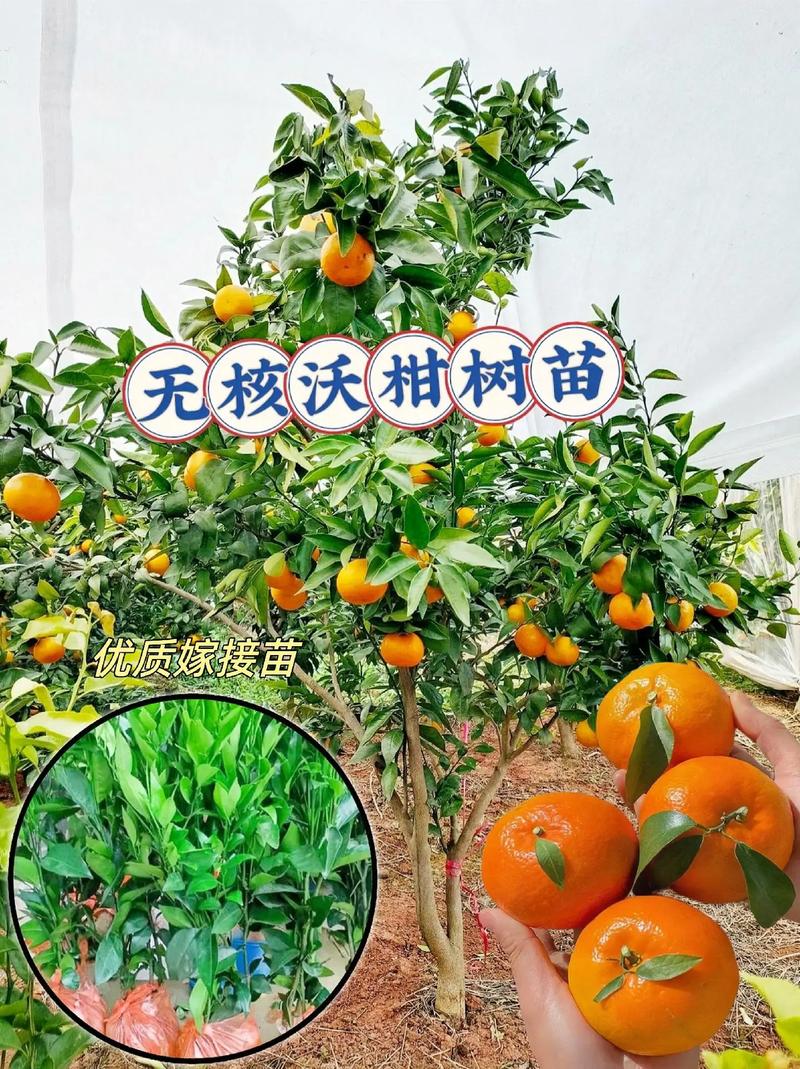 咨询指南：获取您的专属报价