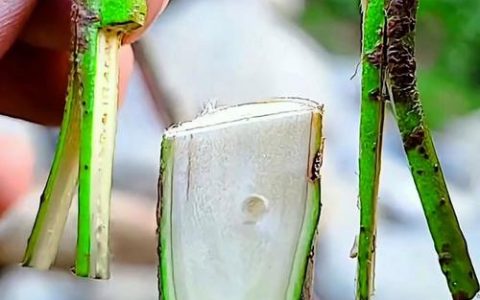 李子树嫁接方法视频教程：从枝接到芽接的全流程实操指南