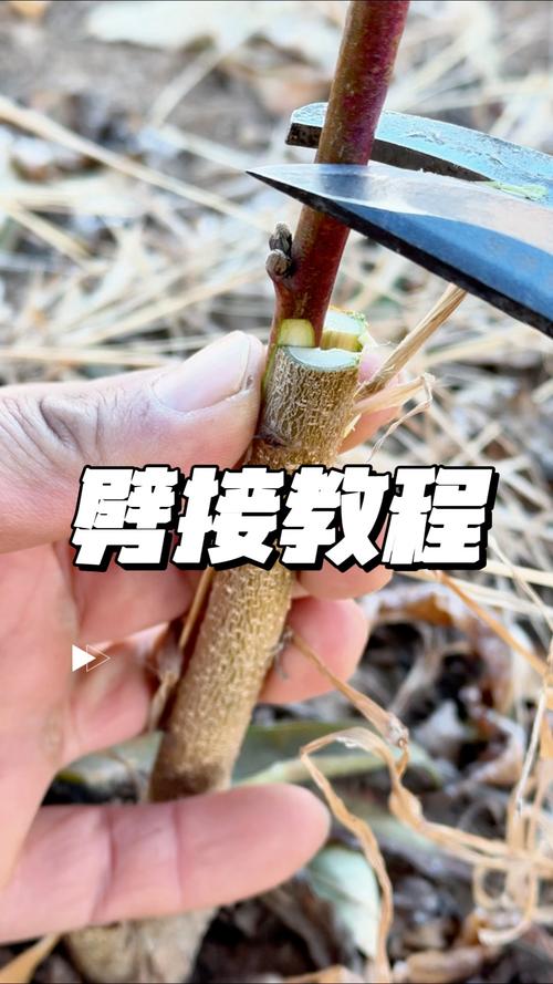 提高成活率的关键控制点