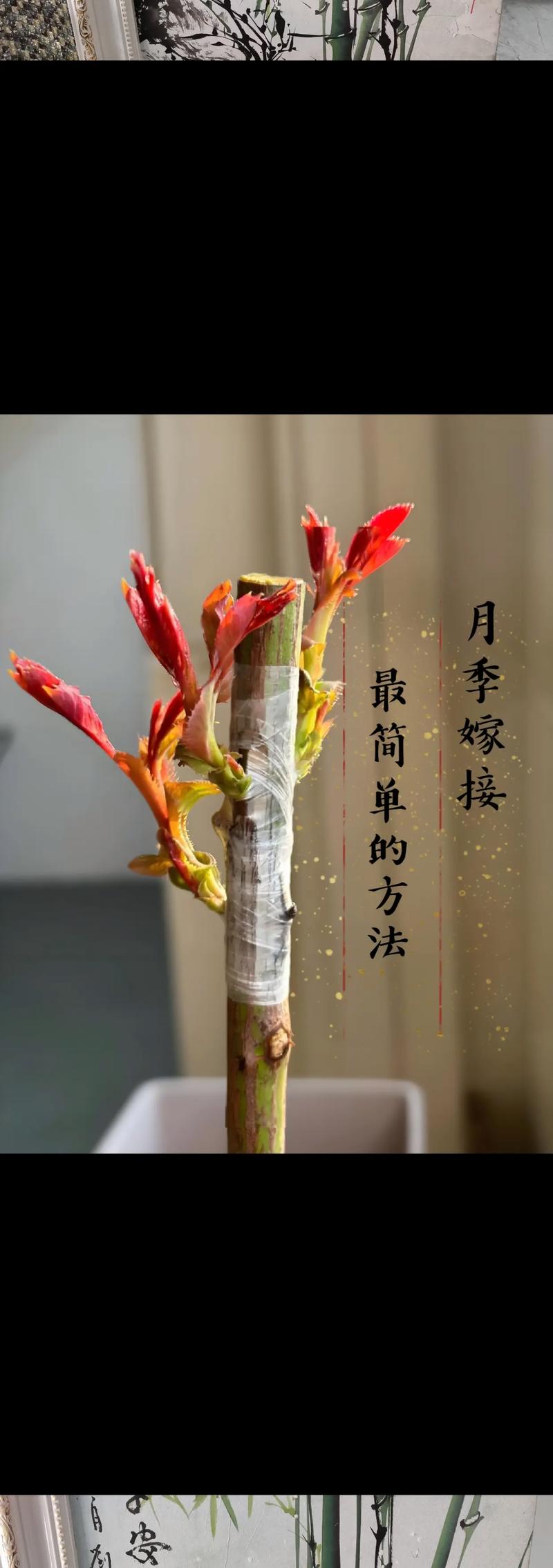 方法一：春季枝接法（切接）