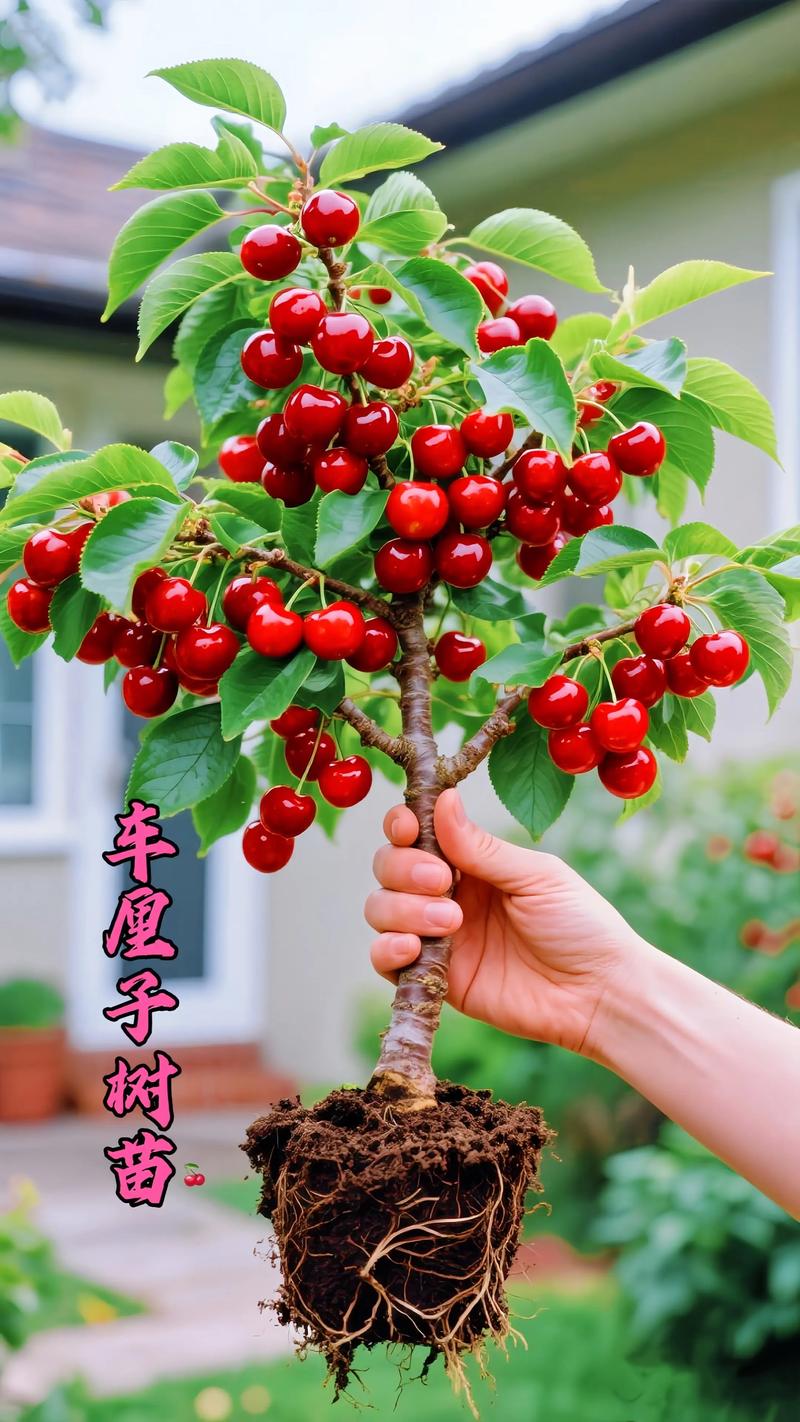 车厘子树什么时候种植最好？掌握7步技术指南提高成活率