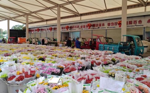 宜宾鲜花批发采购指南：如何科学筛选可靠渠道，避免踩坑