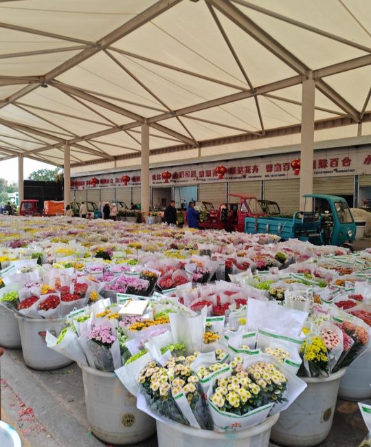宜宾鲜花批发采购指南：如何科学筛选可靠渠道，避免踩坑