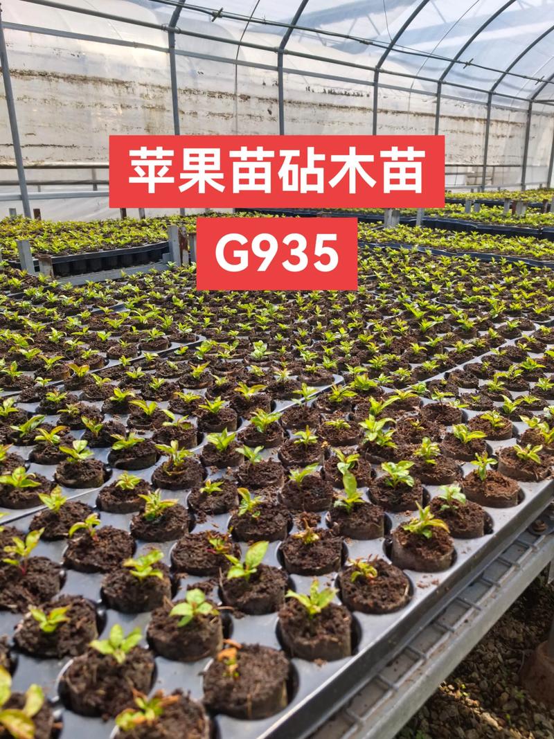 如何种出树上又大又红的苹果:果苗选购与种植全攻略 总结验证