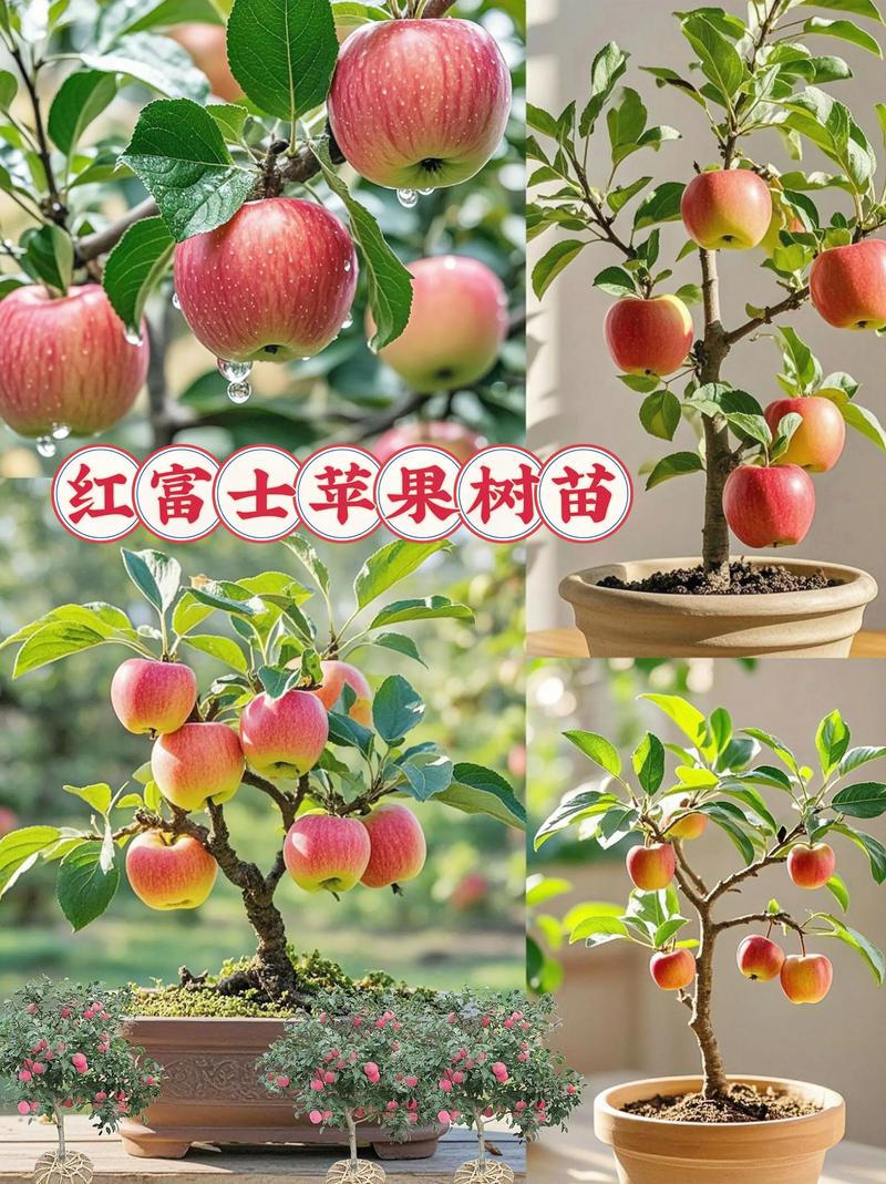 如何种出树上又大又红的苹果:果苗选购与种植全攻略 二看根系:须根发达侧根不少于8条