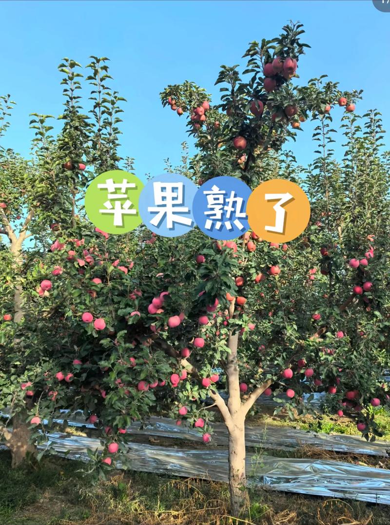 如何种出树上又大又红的苹果:果苗选购与种植全攻略 三看苗龄:皮色芽点木质化程度辨年龄