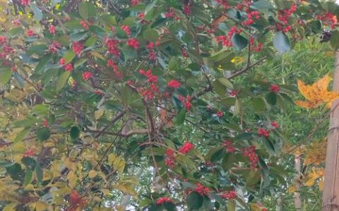 结红果子的树是什么树？详解山楂树（山里红）的植物学特征