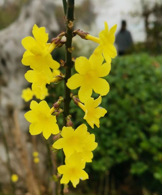 连翘与迎春花的区别：如何一眼分辨庭院早春主角
