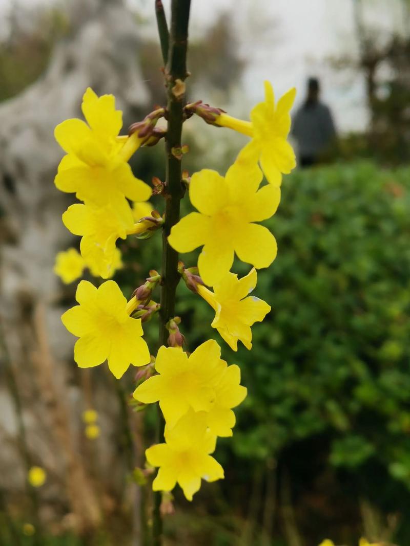 连翘与迎春花的区别:如何一眼分辨庭院早春主角 连翘与迎春花的区别:如何一眼分辨庭院早春主角