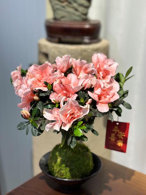 杜鹃花用什么花盆比较好 几种常见花盆的实际表现
