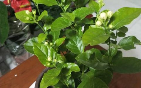 茉莉花水培最忌三种水及水质管理全攻略