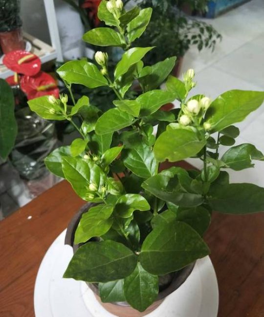茉莉花水培最忌三种水及水质管理全攻略