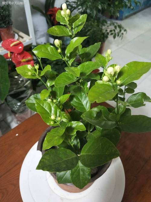 茉莉花水培最忌三种水及水质管理全攻略 茉莉花水培最忌三种水及水质管理全攻略