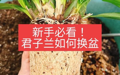 君子兰怎么移植换盆？3步脱盆法+服盆养护指南