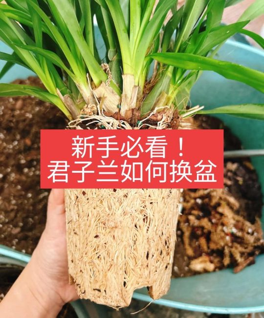 君子兰怎么移植换盆？3步脱盆法+服盆养护指南