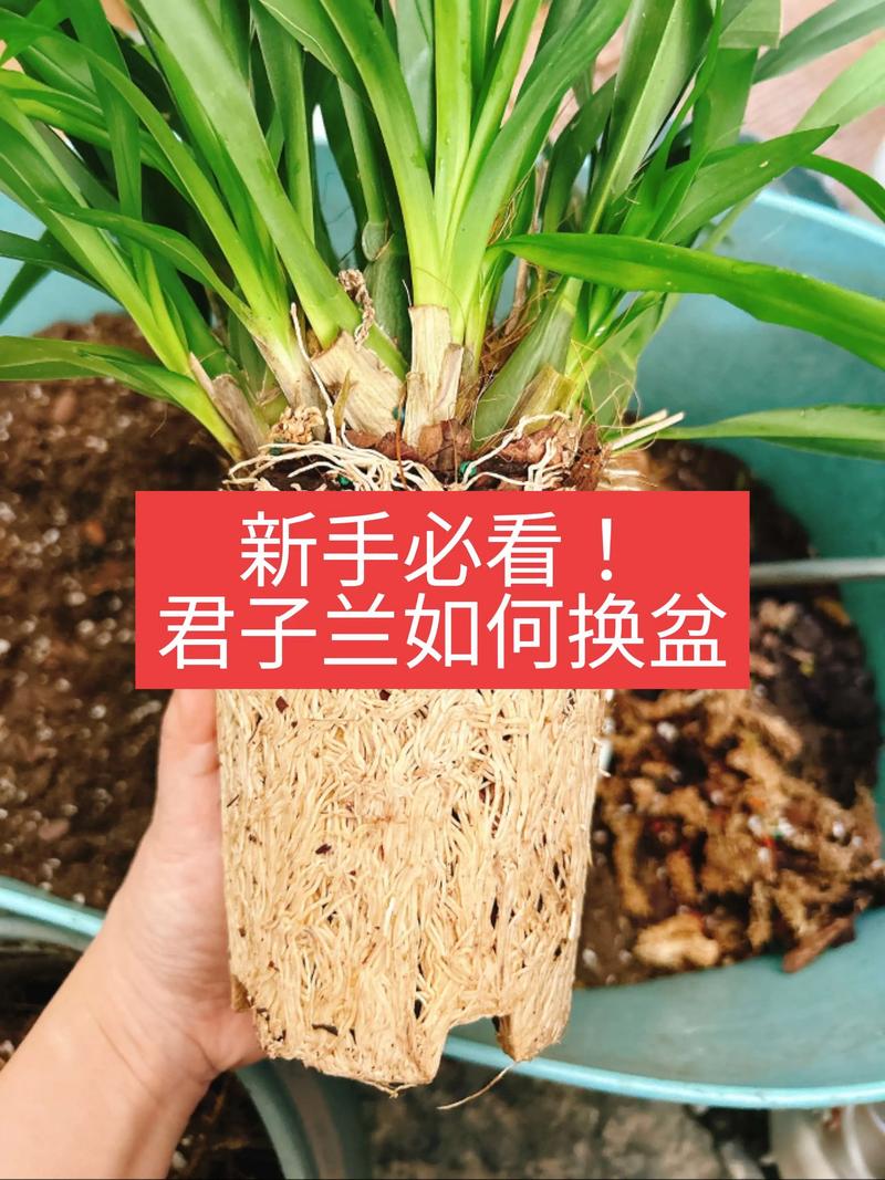 君子兰怎么移植换盆?3步脱盆法+服盆养护指南 君子兰怎么移植换盆?3步脱盆法+服盆养护指南