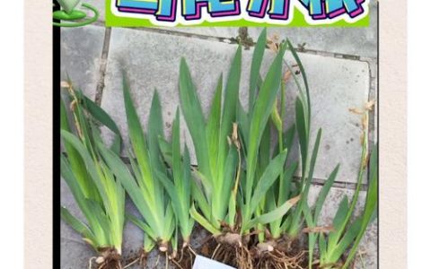 鸢尾种植方法和时间：从选时到开花的全流程指南