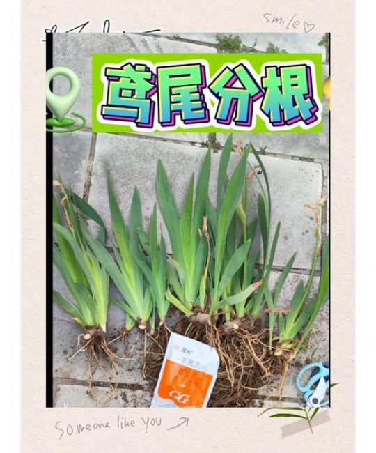 鸢尾种植方法和时间：从选时到开花的全流程指南
