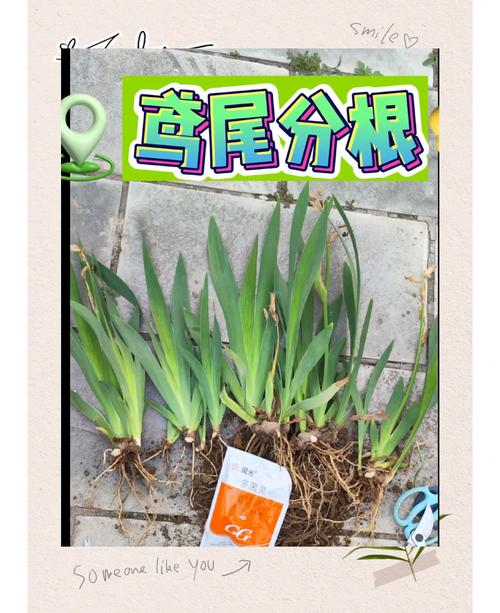 鸢尾种植方法和时间:从选时到开花的全流程指南 鸢尾种植方法和时间:从选时到开花的全流程指南