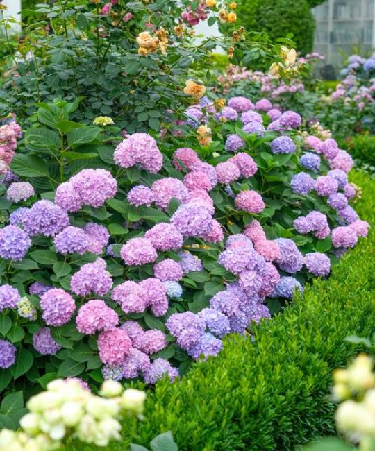 绣球是什么季节的花？一文读懂花期、花色变化与养护要点