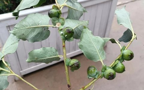 枣树嫁接柿子树可行吗？专家详解枣树嫁接最佳方法与注意事项