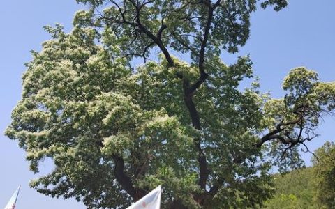 降龙木树购买指南——科学筛选渠道与品种真伪核查方法