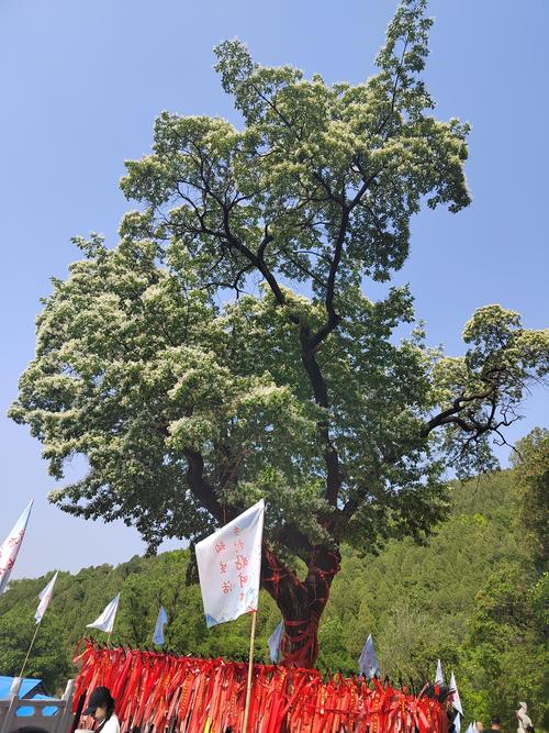 降龙木树购买指南——科学筛选渠道与品种真伪核查方法 降龙木树购买指南——科学筛选渠道与品种真伪核查方法