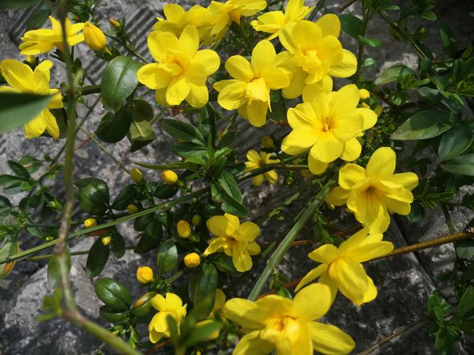 迎春花在阳光下开放,那是春天的什么景象? 品种基础档案