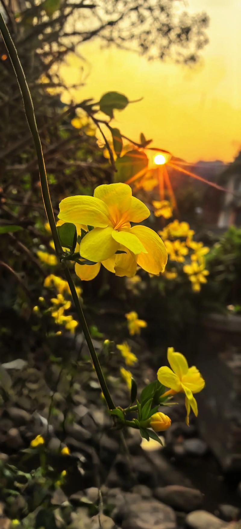 迎春花在阳光下开放,那是春天的什么景象? 光照与水肥怎么给才更开花