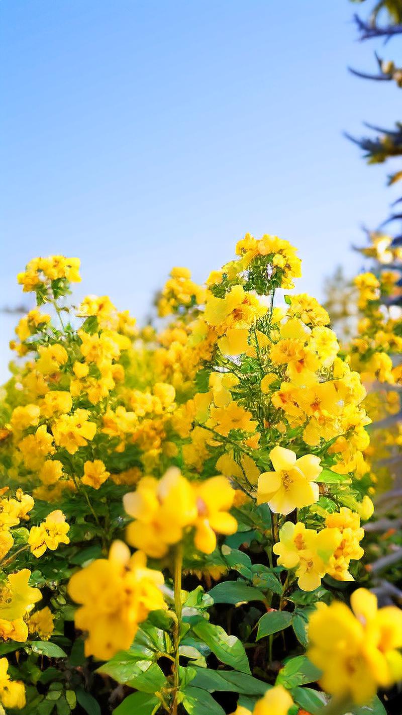 迎春花在阳光下开放,那是春天的什么景象? 常见误区与纠正