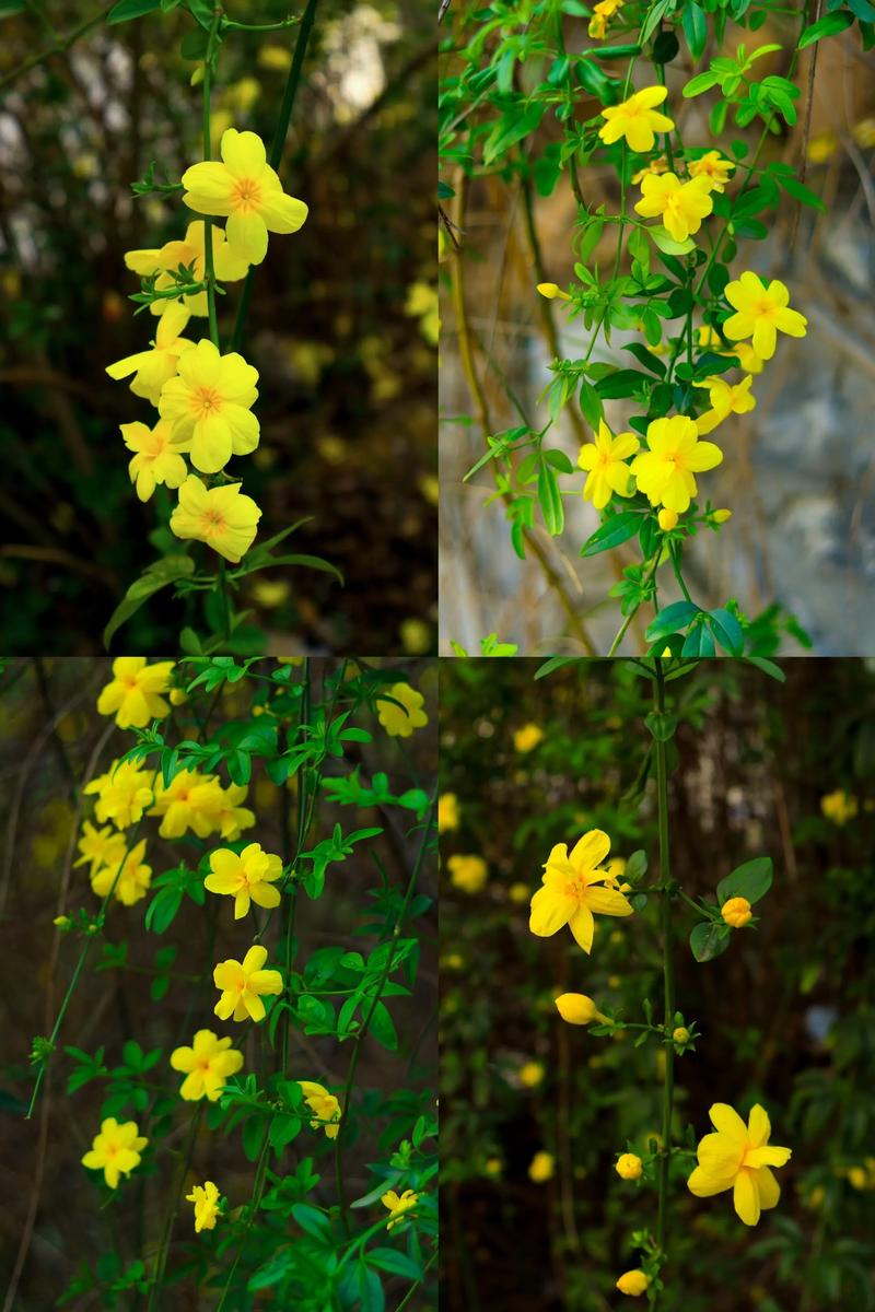 迎春花在阳光下开放,那是春天的什么景象? 迎春花更适合盆栽还是地栽