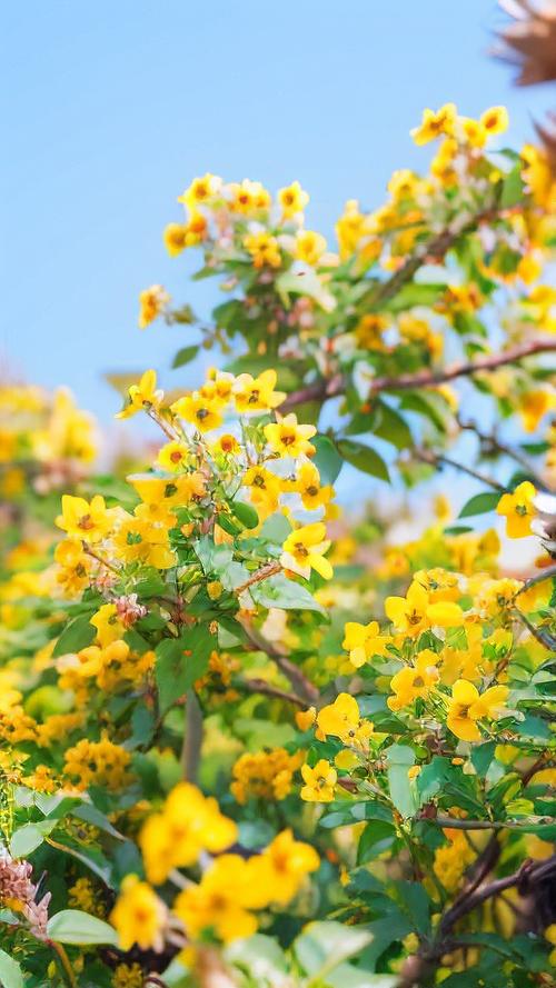 迎春花在阳光下开放,那是春天的什么景象? FAQ