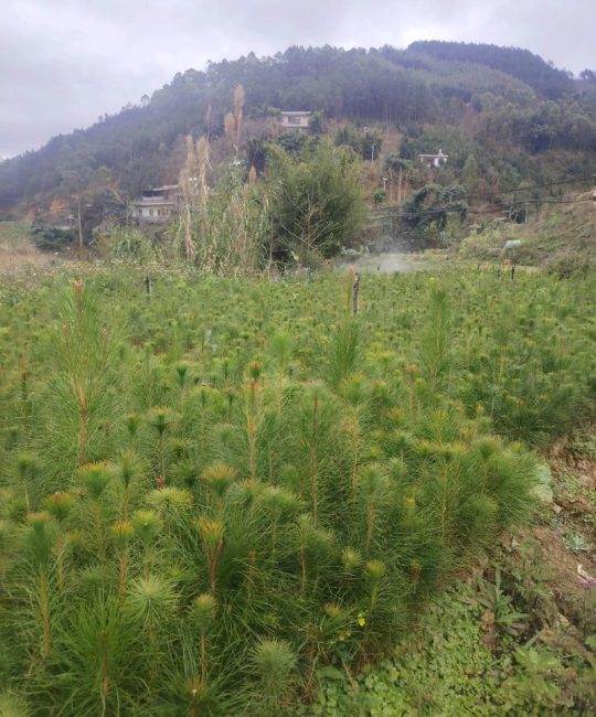 马尾松树苗价格是多少？规格、产地、季节影响报价