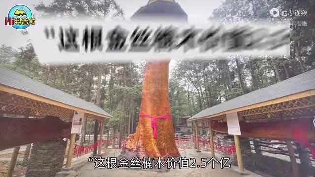 金丝楠木怎么出售?—— 采购渠道分析与品种真实性核查指南 四、检疫合规与售后保障审核