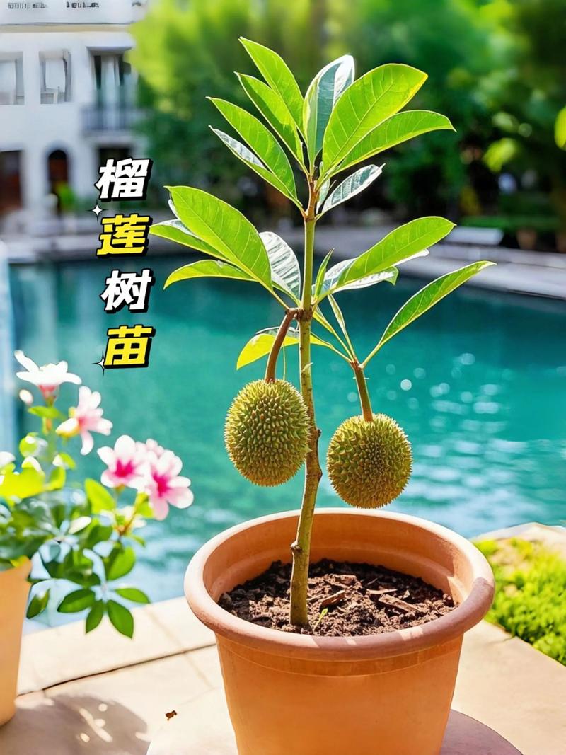 榴莲树种植全攻略:从选地到成苗的核心技术指南 一、适宜时间