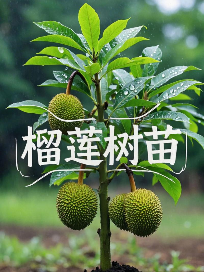 榴莲树种植全攻略:从选地到成苗的核心技术指南 二、土壤环境
