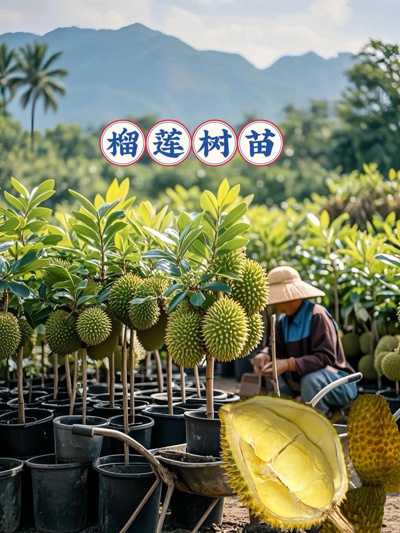 榴莲树种植全攻略:从选地到成苗的核心技术指南 六、缓苗管理