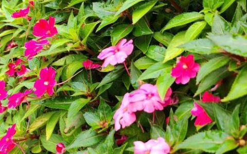 新几内亚凤仙花适合家养吗？养护指南与优缺点全解析