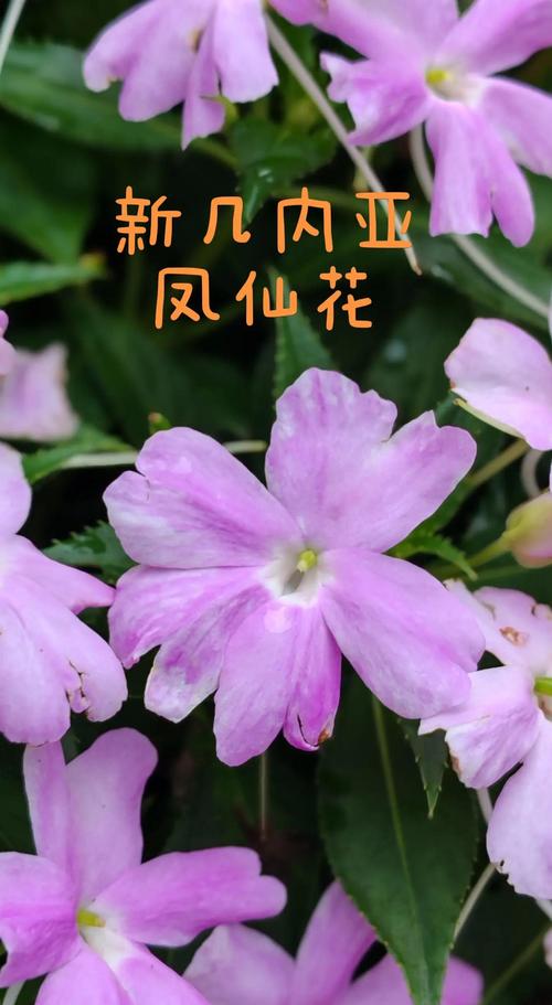 新几内亚凤仙花适合家养吗?养护指南与优缺点全解析 二、家养新几内亚凤仙花的优势