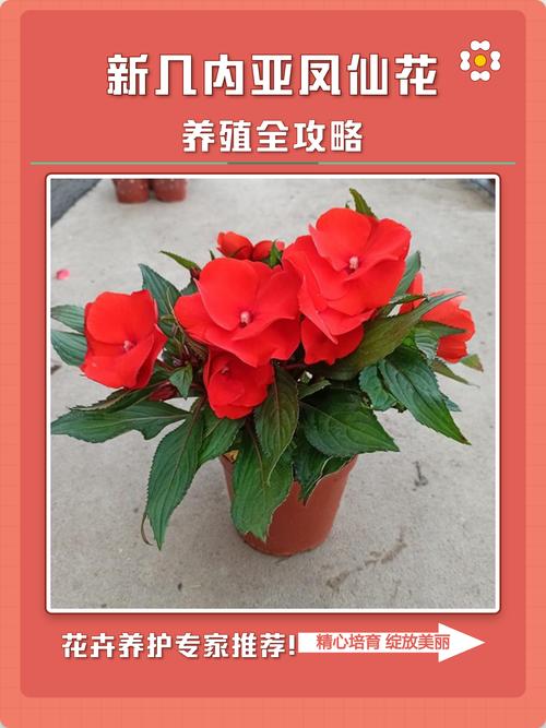 新几内亚凤仙花适合家养吗?养护指南与优缺点全解析 四、常见问题与应对