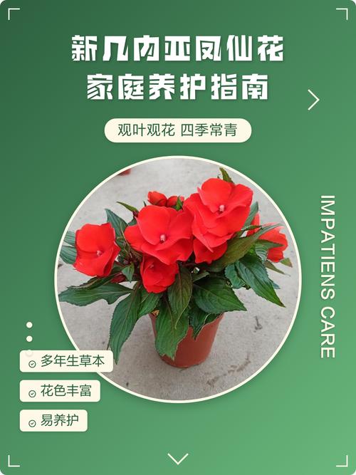 新几内亚凤仙花适合家养吗?养护指南与优缺点全解析 五、总结:适合家养吗?